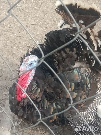 Индюк обмен