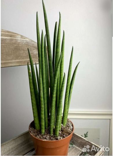 Сансевиерия Bacularis 'Mikado'