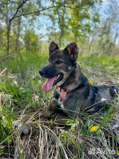 Овчарка мини Небольшая девочка в дар