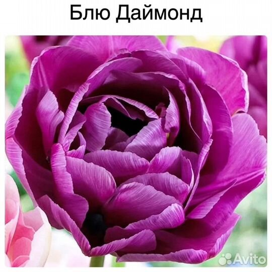 Пионовидные тюльпаны-микс