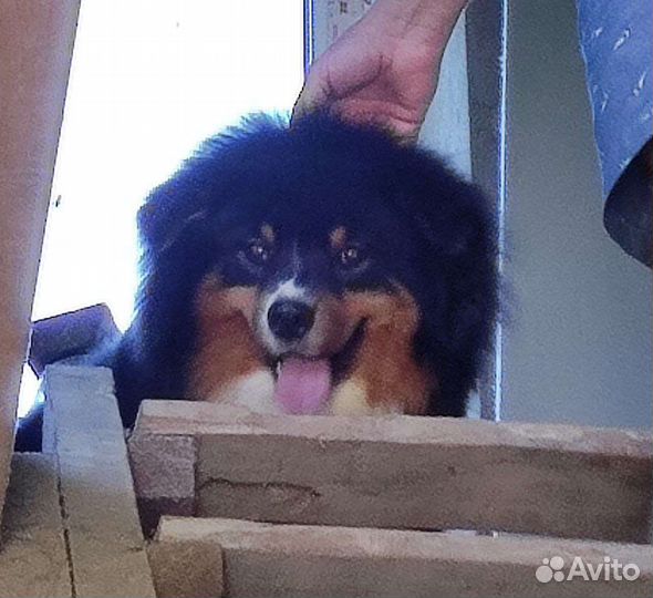 Австралийская овчарка аусси вязка