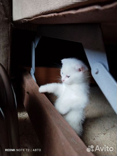 Британские котята