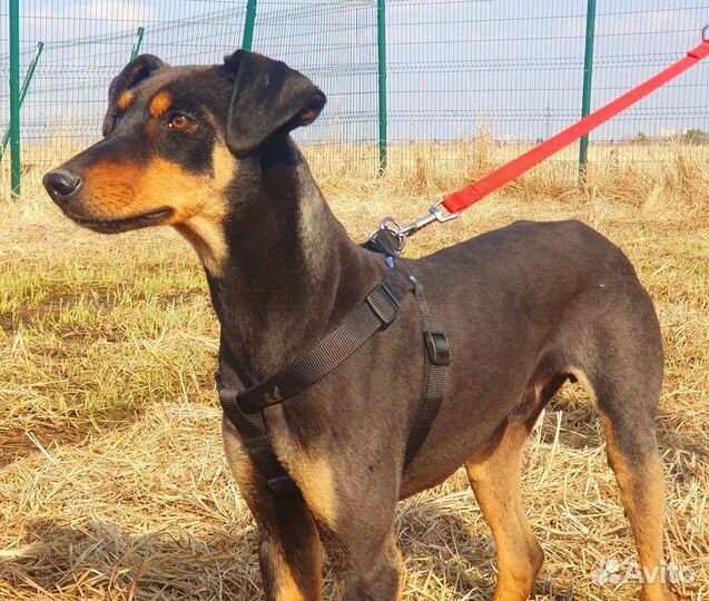 Собака в добрые руки