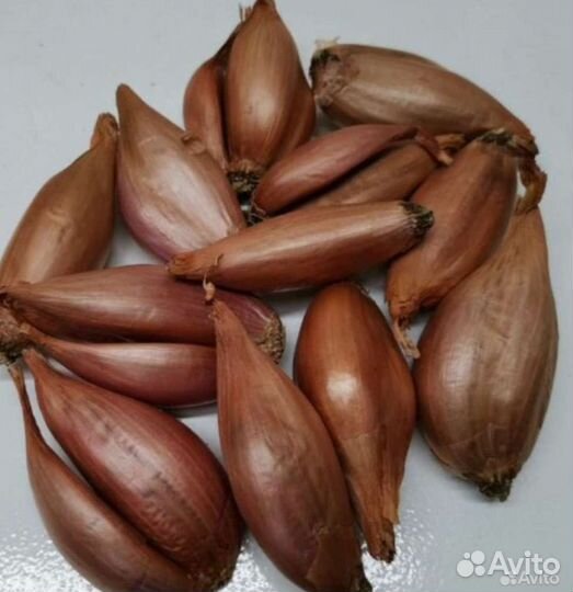 Лук шалот Банан деликатесный, семейный. Почтой