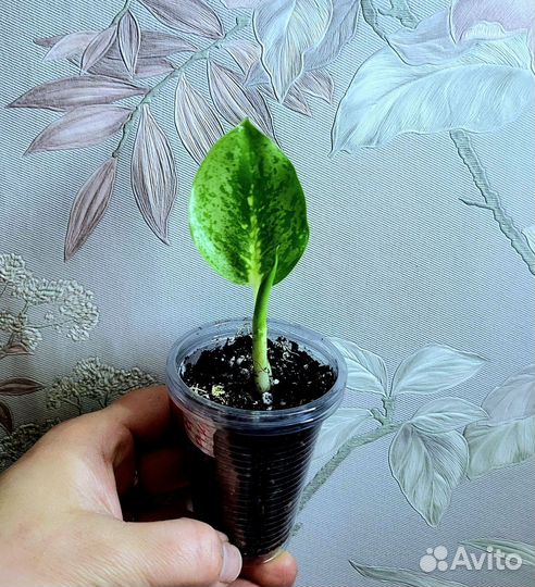 Аглаонема Лемон Минт Бай као