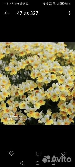 Вегетативная немезия