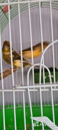 Кенар и канарейка