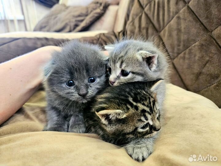 Шотландская