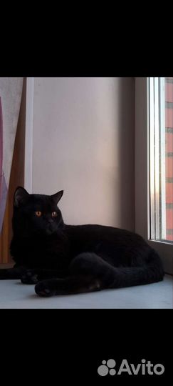 Котик в добрые руки