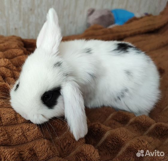 Декоративный кролик вислоухий баран