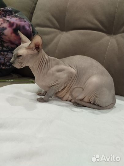 Канадский сфинкс котятки