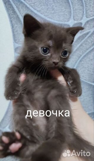 Шотландские котята