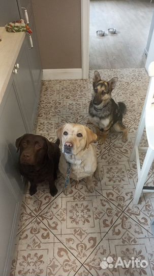 Индивидуальная домашняя передержка для собак