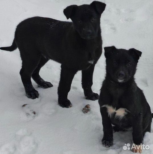 Щенки немецкой овчарки