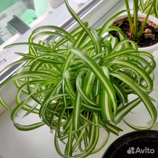 Хлорофитум кудрявый
