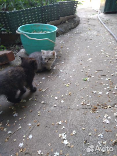 Симпатичные котята