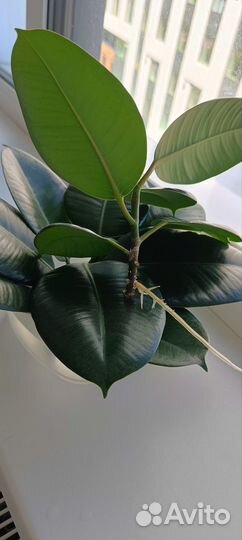 Фикус каучуконосный