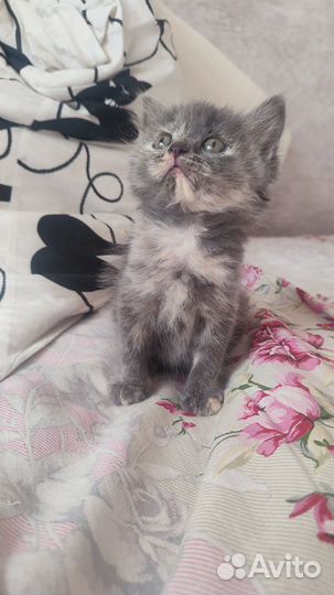 Отдам кота в добрые руки