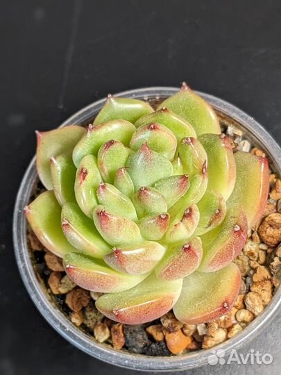 Суккуленты