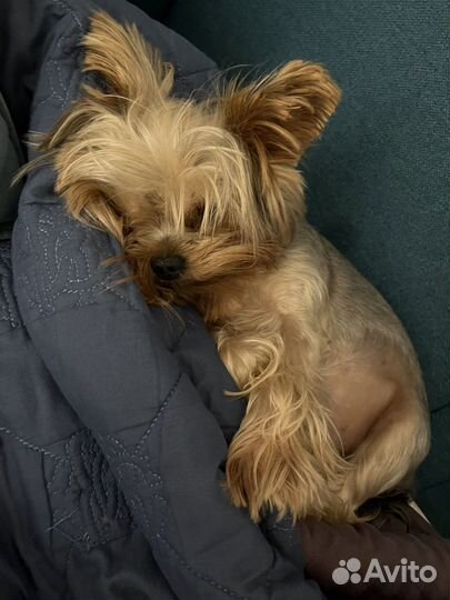 Йоркширский терьер вязка