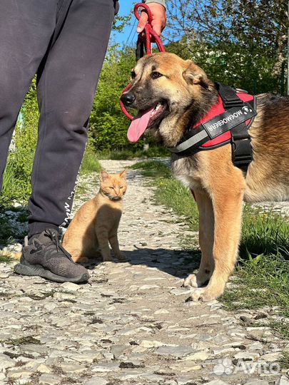 Собака в добрые руки отдам бесплатно