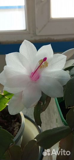 Комнатные цветы декабрист