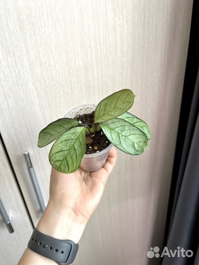 Ктенанта Амагрис