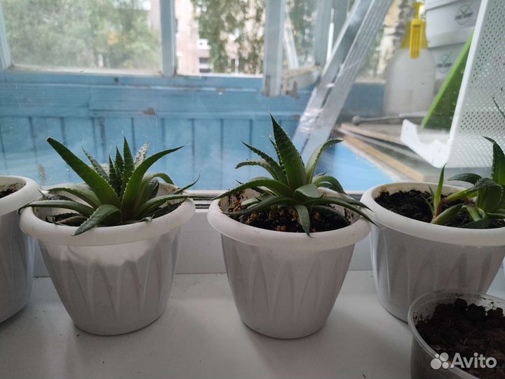 Алоэ остистое