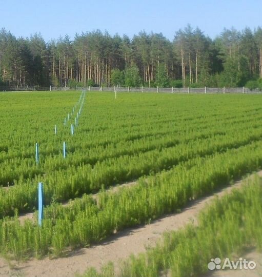 Саженцы березы, ели, сосны от 50 до 160 см