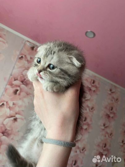 Шотландские вислоухие котята