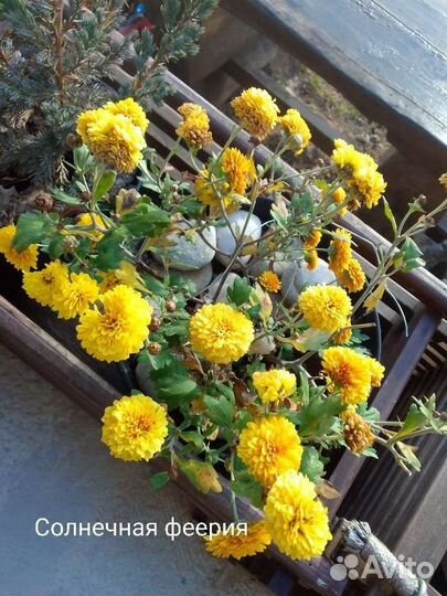 Корни хризантемы