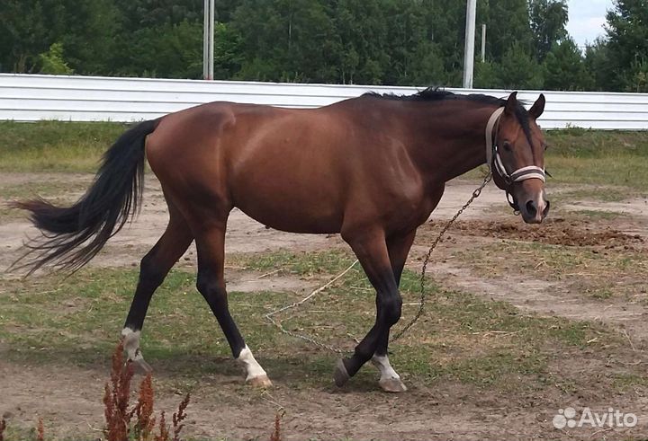 Жеребец тракен