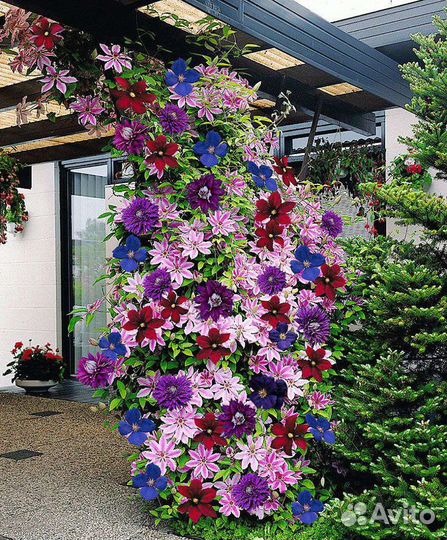 Декоративные растения