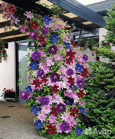 Декоративные растения