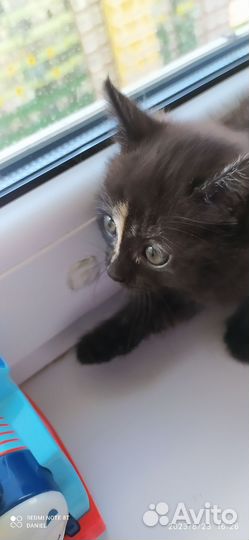 Сибирские котята