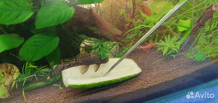 Сомики анциструсы