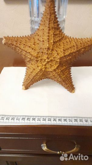 Морские ракушки раковины, звёзды