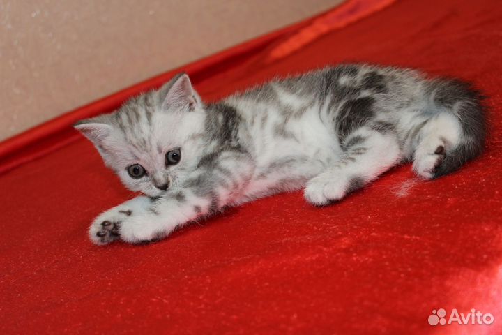 Шотландские котята