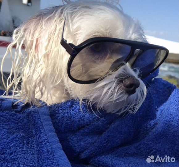 Мальтезе вязка