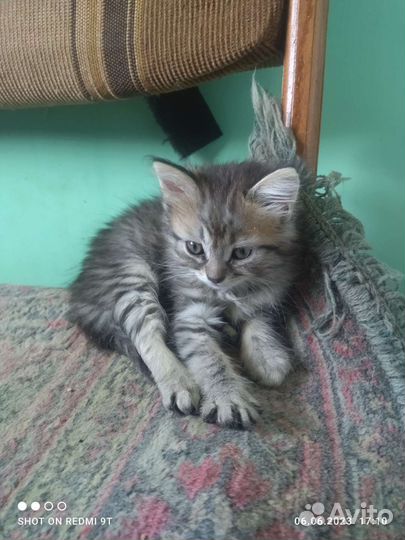 Кошки в дар