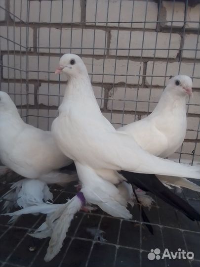 Голуби