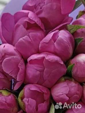 Пионы опт. Москва. Доставка