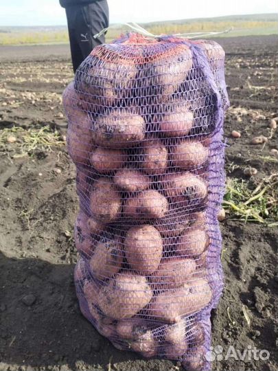 Картофель и всё овощи