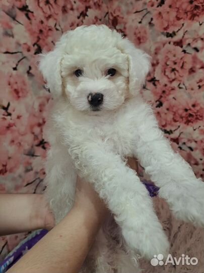 Собаки щенки