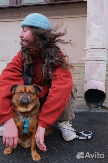 Собака для фотосессии