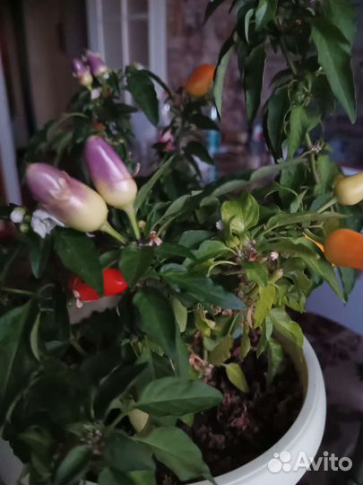 Перец острый