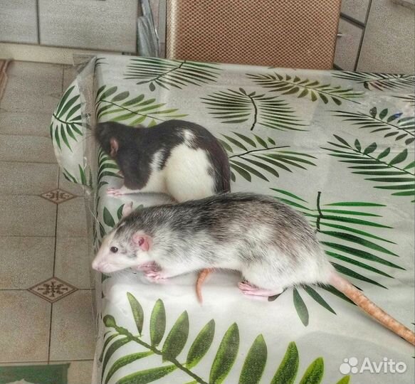 Крысы Дамбо с клетками 3500