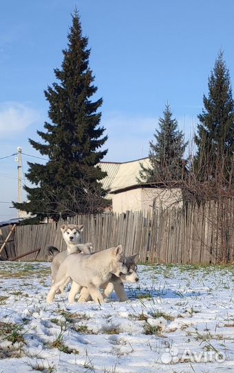 Маламуты полный комплект документов