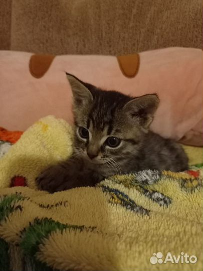 Отдам котят