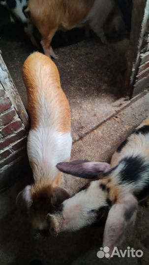 Поросята, свиньи